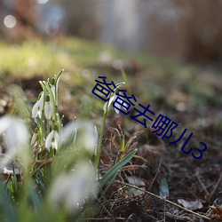 爸爸去哪兒3