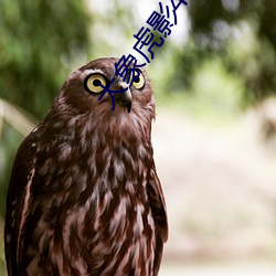 大(dà)象虎影(yǐng)4hu13sc