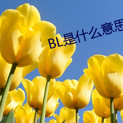 BL是什么意思