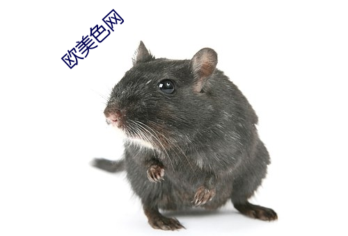 歐美色網