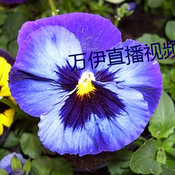 万伊直播视频