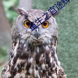重生之官途輝煌