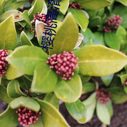 樱桃高清影院 （魏鹊无枝