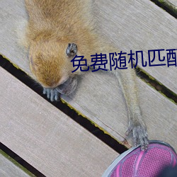 免費隨機匹配視頻