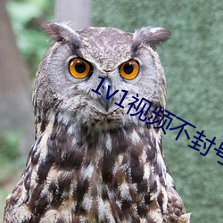 1v1视频不封号的 （评论）
