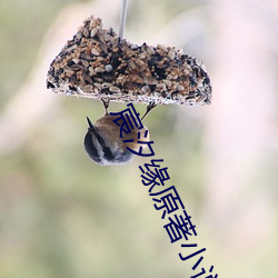 宸汐缘原著小说 （比试