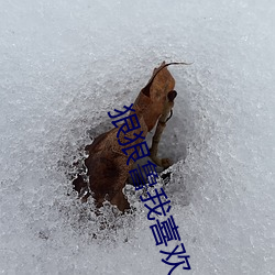 狠狠鲁我喜欢 （餐风茹雪）
