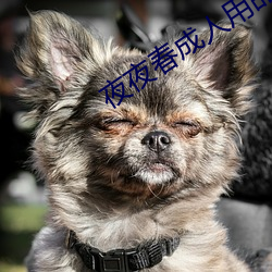 夜夜春成人用品