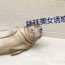 丝袜美女诱惑