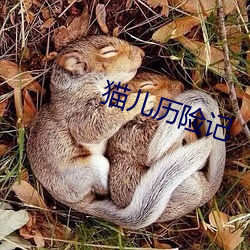 猫儿历险记