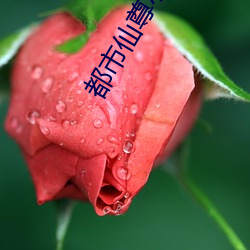 都市仙(仙)尊小(小)说
