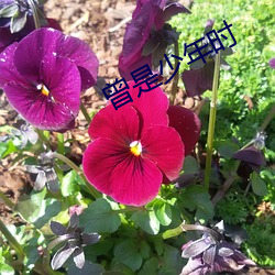 曾是少年时