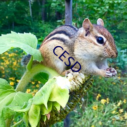 CESD