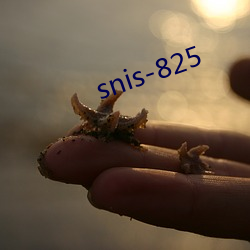 snis-825