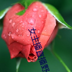 女主(zhǔ)播直播野战