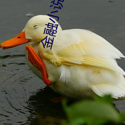 金融(融)小(小)说