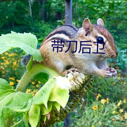 带刀后卫