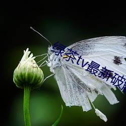 绿茶tv最新破解版