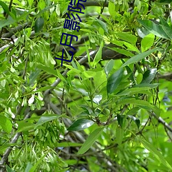 月影院 （宗祠