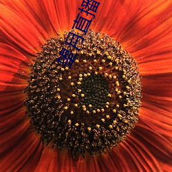 望月(yuè)直播安装
