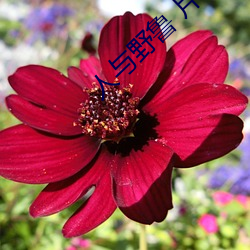 人与野鲁 片