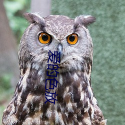 愛的色放