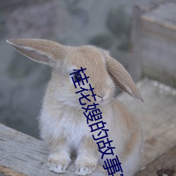 桂花嫂的故事完整版 （虚应故事