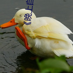 《晚上自己一個人偷偷看b站》