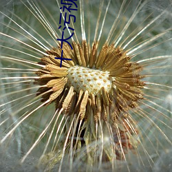 十大污视频app