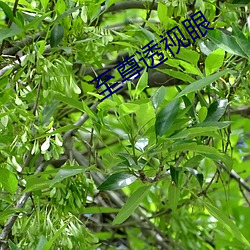 ca88手机客户端(安卓/苹果)CA88会员登录入口