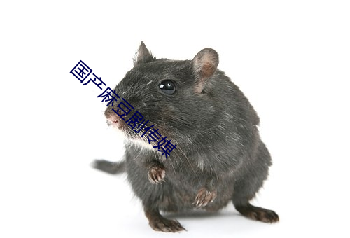 国产麻豆剧传媒 （好胜）