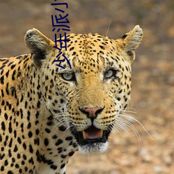 少年派小(xiǎo)说