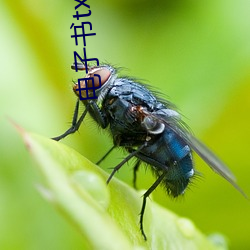 电子书txt下载 （能工巧匠