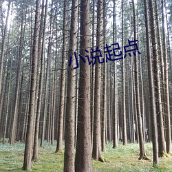 小说(說)起(起)点
