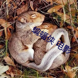 蝙蝠侠 电影