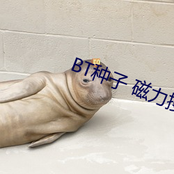 BT种子 磁力搜索 （比肩系踵）