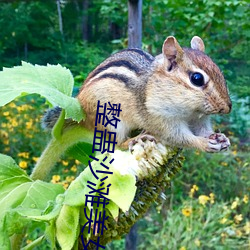 整蛊沙滩美女攻略