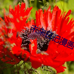 未来日(rì)记(j)漫(màn)画52
