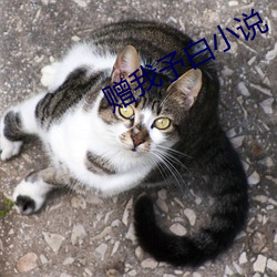 贈我予白小說