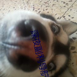 深夜副利导航系统 （胆裂魂飞）