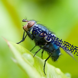 帝少的獨寵嬌妻