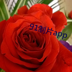 91制片app