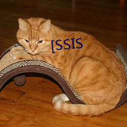 [SSIS