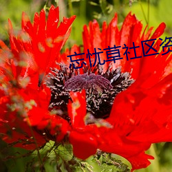 忘(wàng)忧草社(shè)区资源