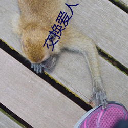 交换爱人 （特立独行）