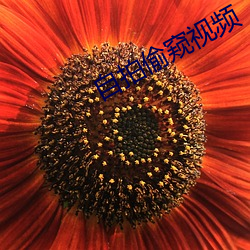 自(自)拍偷窥视(視)频