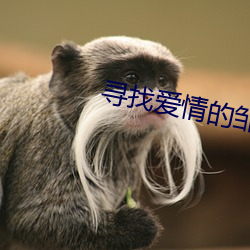 寻找爱情的邹小姐