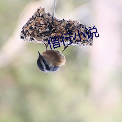 偕行小說