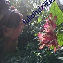 fulidhdz夜趣入口