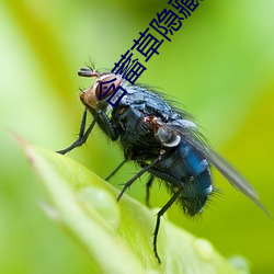 含蓄草隐藏入口